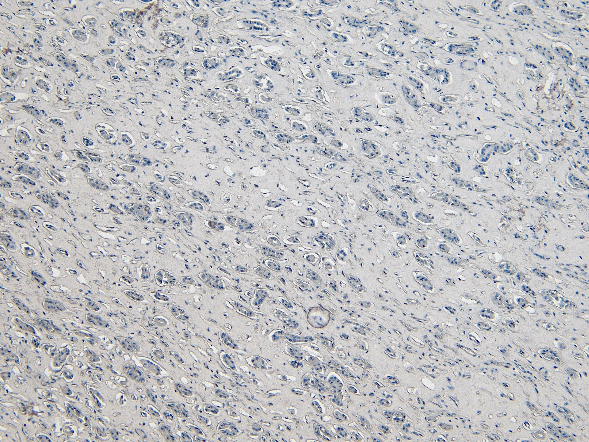 DAP3 Antibody