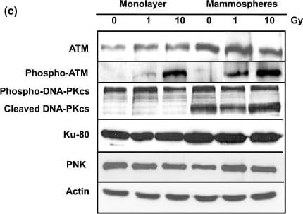 ATM Antibody
