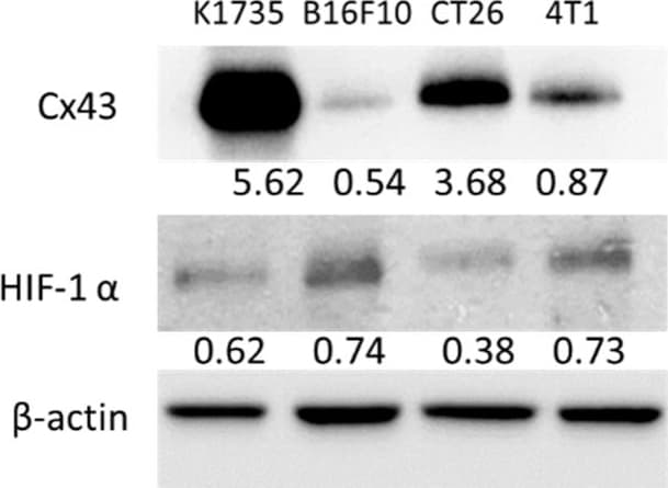 HIF-1 alpha Antibody (H1alpha67)