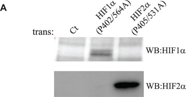 HIF-1 alpha Antibody (H1alpha67)