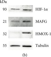 HIF-1 alpha Antibody (H1alpha67)