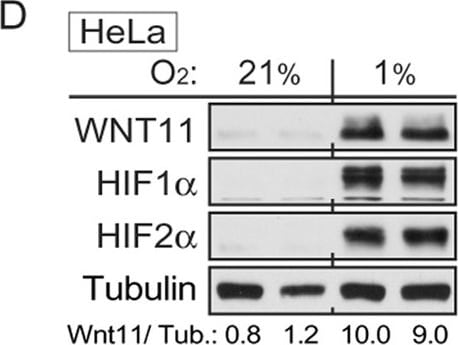 HIF-1 alpha Antibody (H1alpha67)