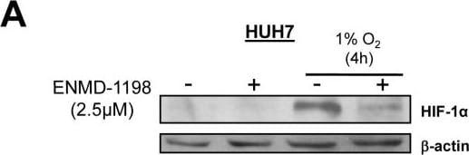 HIF-1 alpha Antibody (H1alpha67)