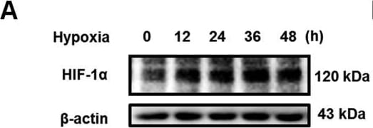 HIF-1 alpha Antibody (H1alpha67)