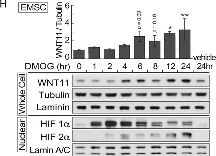 HIF-1 alpha Antibody (H1alpha67)