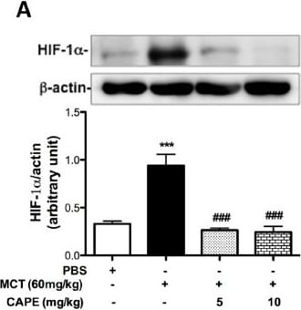 HIF-1 alpha Antibody (H1alpha67)