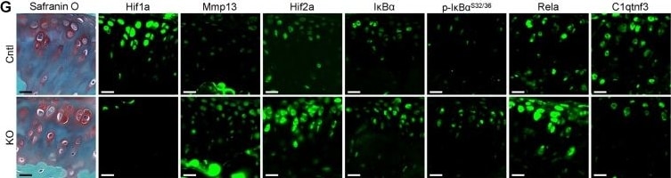 HIF-1 alpha Antibody (H1alpha67)
