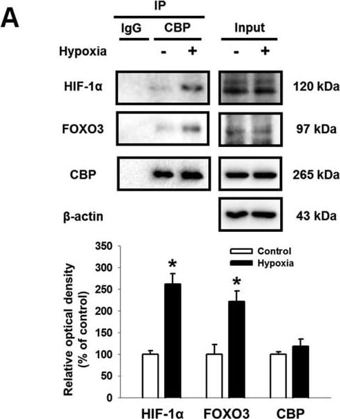 HIF-1 alpha Antibody (H1alpha67)