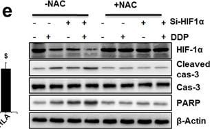 HIF-1 alpha Antibody (H1alpha67)