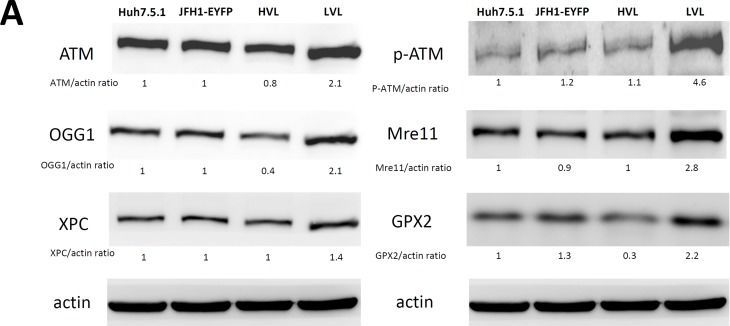 OGG1 Antibody - BSA Free