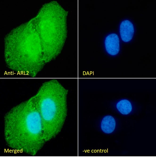 ARL2 Antibody