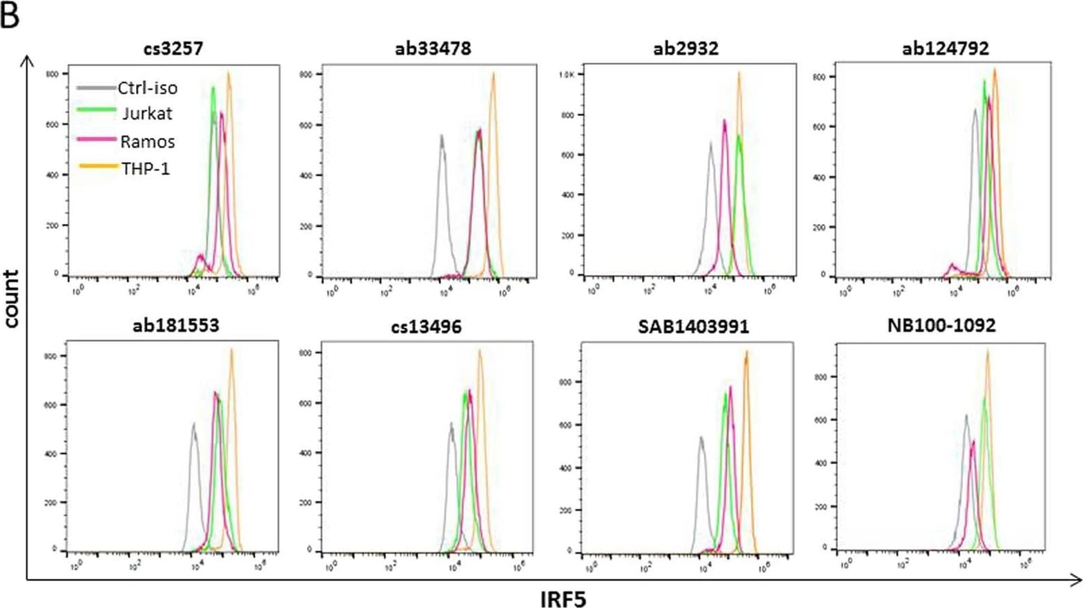 IRF5 Antibody