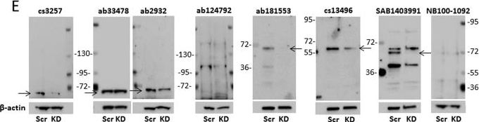 IRF5 Antibody
