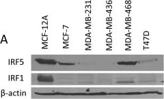 IRF5 Antibody