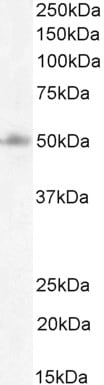 FOXG1 Antibody