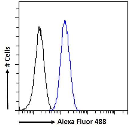FOXG1 Antibody