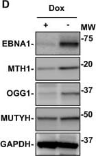 MTH1 Antibody - BSA Free