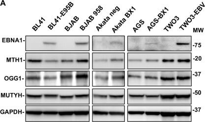 MTH1 Antibody - BSA Free