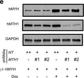 MTH1 Antibody - BSA Free