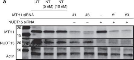 MTH1 Antibody - BSA Free