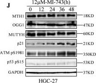 MTH1 Antibody - BSA Free