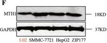 MTH1 Antibody - BSA Free