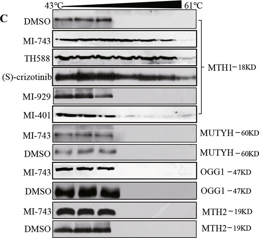 MTH1 Antibody - BSA Free