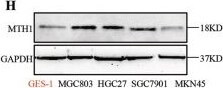MTH1 Antibody - BSA Free