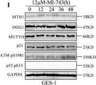 MTH1 Antibody - BSA Free