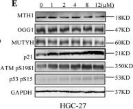 MTH1 Antibody - BSA Free