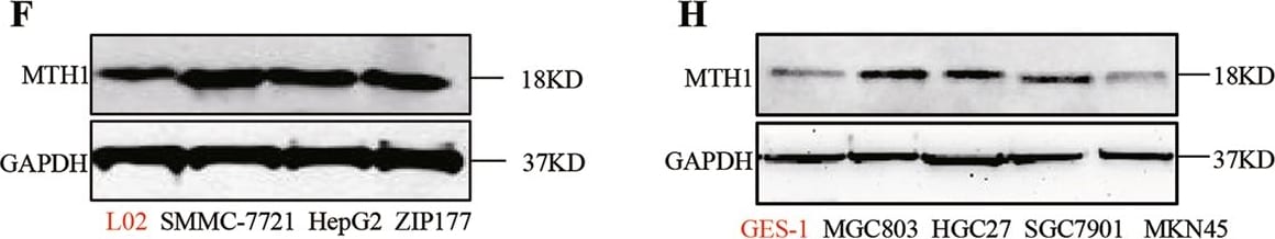 MTH1 Antibody - BSA Free