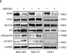 MTH1 Antibody - BSA Free