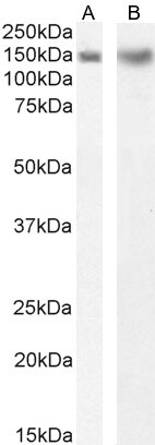 Dynactin Subunit 1/DCTN1 Antibody