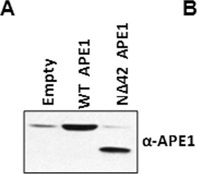 APE Antibody (13B8E5C2) - BSA Free