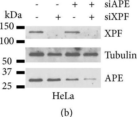 APE Antibody (13B8E5C2) - BSA Free