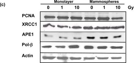 APE Antibody (13B8E5C2) - BSA Free