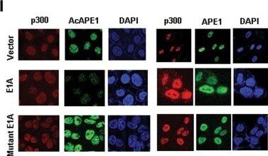 APE Antibody (13B8E5C2) - BSA Free