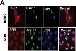 APE Antibody (13B8E5C2) - BSA Free