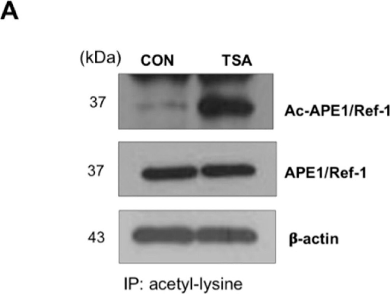 APE Antibody (13B8E5C2) - BSA Free