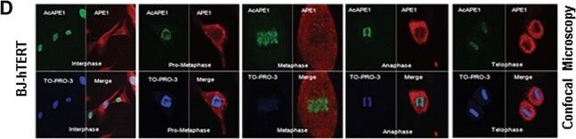 APE Antibody (13B8E5C2) - BSA Free
