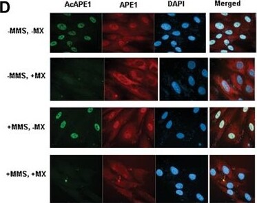 APE Antibody (13B8E5C2) - BSA Free
