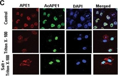 APE Antibody (13B8E5C2) - BSA Free