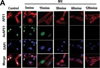 APE Antibody (13B8E5C2) - BSA Free