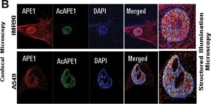 APE Antibody (13B8E5C2) - BSA Free