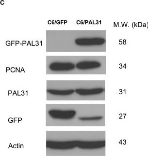 ANP32B Antibody