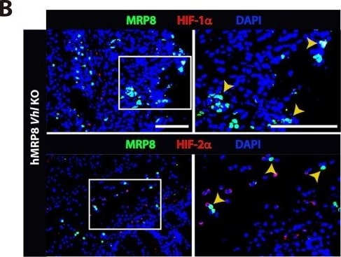 HIF-2 alpha/EPAS1 Antibody - BSA Free