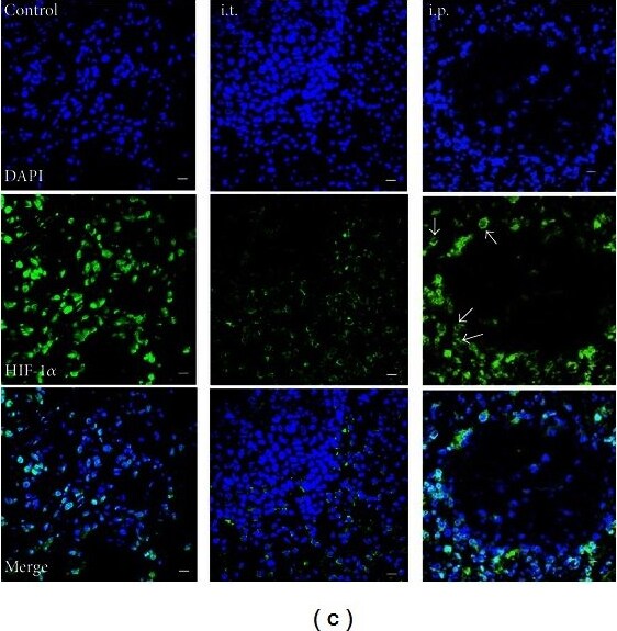HIF-1 alpha Antibody (H1alpha67)