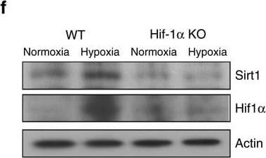 HIF-1 alpha Antibody (H1alpha67)