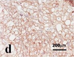 HIF-1 alpha Antibody (H1alpha67)