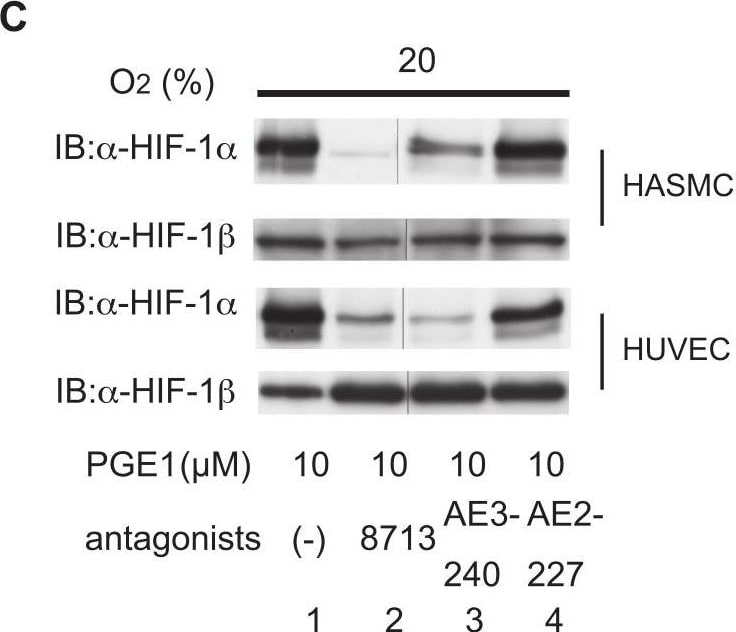 ARNT/HIF-1 beta Antibody (H1beta234) - BSA Free